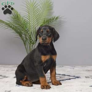 Daisy, Doberman Pinscher Puppy